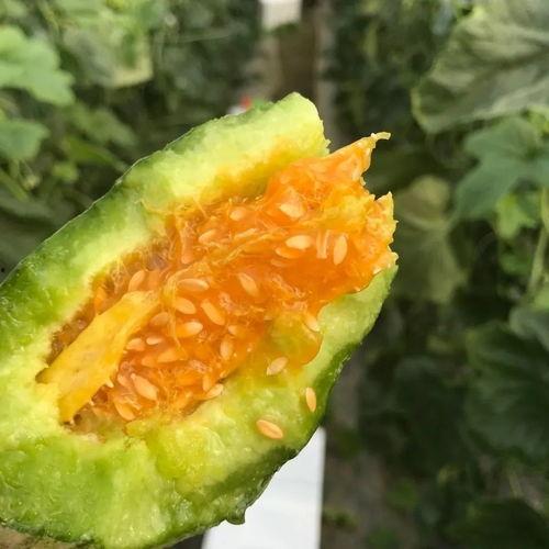 吃瓜网红高清头像,揭秘吃瓜网红高清头像背后的魅力  第2张