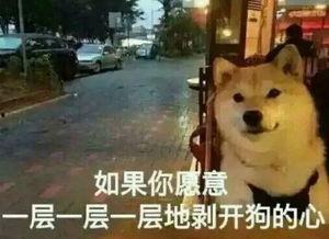 大爆料真实故事视频播放,真实故事视频背后的震撼真相  第1张